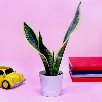 Sansevieria plant in a vase wrapped with yellow jute